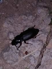Harpalus rufipes