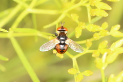 Gymnosoma