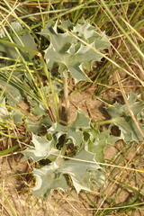 Eryngium maritimum