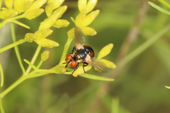 Gymnosoma