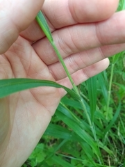 Brachypodium sylvaticum