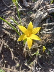 Romulea flava