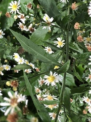 Symphyotrichum ontarionis