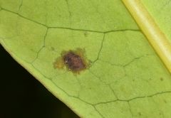 Alternaria panax
