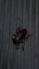 Periplaneta australasiae