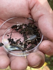 Velarifictorus micado