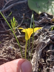 Romulea flava