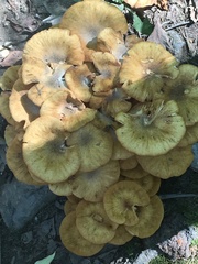 Desarmillaria tabescens