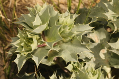 Eryngium maritimum