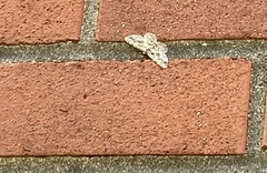 Iridopsis defectaria