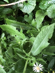 Symphyotrichum ontarionis