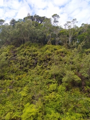 Gleichenia