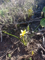 Romulea flava