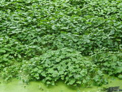 Hydrocotyle ranunculoides