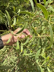 Acacia