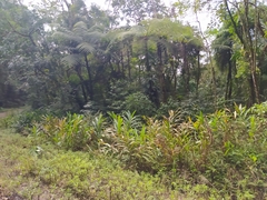 Hedychium coronarium