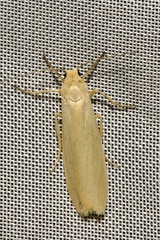 Eilema palliatella