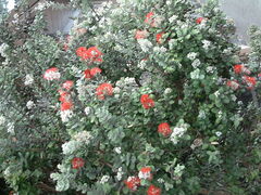 Metrosideros polymorpha