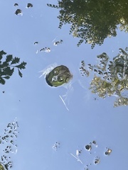 Lithobates catesbeianus