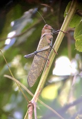 Tropidacris cristata