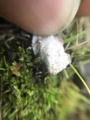 Peltigera aphthosa