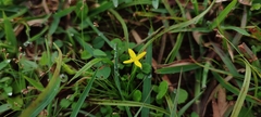 Hypoxis curtissii
