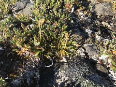 Tofieldia coccinea