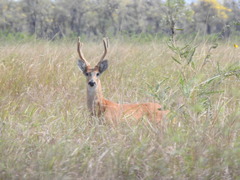 Blastocerus dichotomus