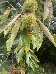 Castanea mollissima