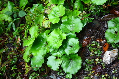 Petasites formosanus