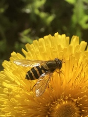 Syrphus