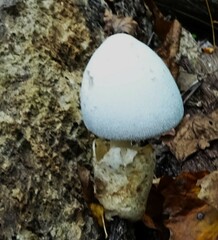 Volvariella bombycina