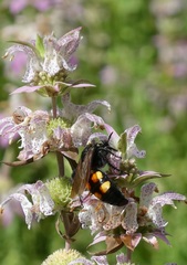 Pygodasis quadrimaculata
