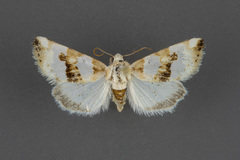 Schinia chryselloides