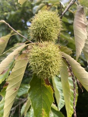 Castanea mollissima