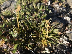 Tofieldia coccinea