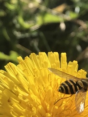 Syrphus