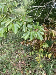 Castanea mollissima
