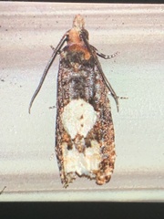 Epinotia trigonella