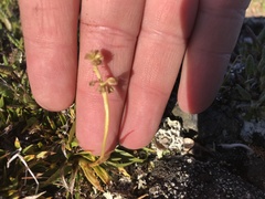 Tofieldia coccinea