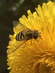 Syrphus
