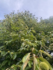 Castanea mollissima