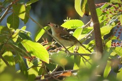 Vireo bairdi
