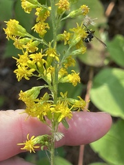 Solidago hispida