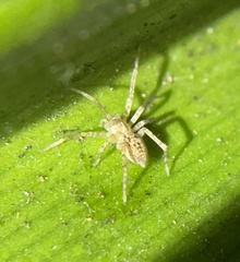 Anyphaena