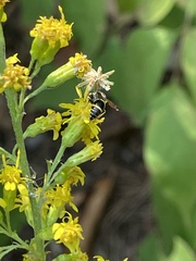 Solidago hispida
