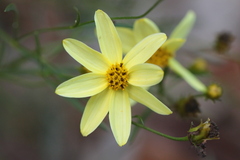 Coreopsis verticillata