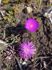 Lampranthus ceriseus