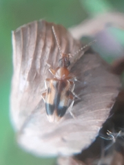 Notoxus monoceros
