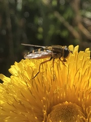Syrphus